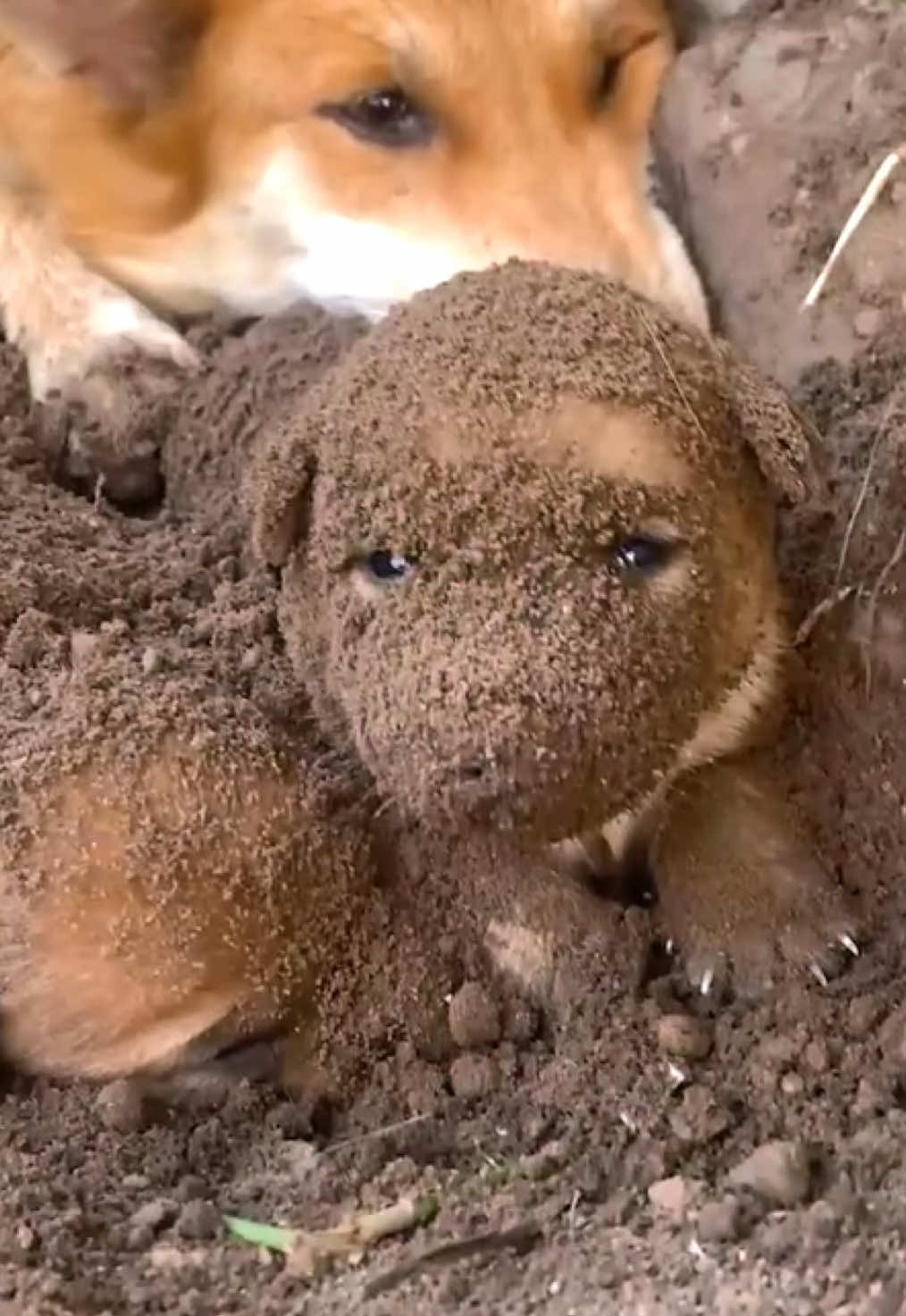 Lần đầu làm mẹ của vàng kiểu ::)) #new #viral #reels #trending #giảitrí #vuinhon 