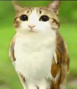 meowl:Soy un gato búho we🔥👀#meowl
