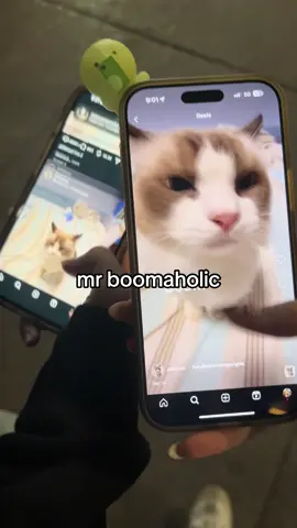we love mr boom so much @em ⭑.ᐟ #meow #cat #mrboom #fyp #kitty 