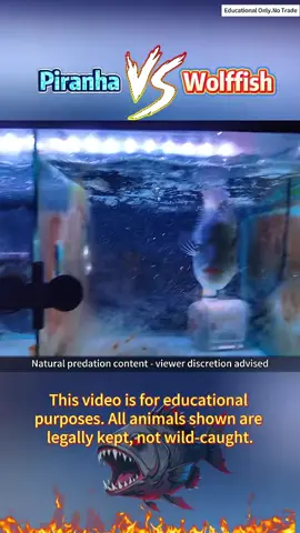 Piranha vs wolffish #usa🇺🇸 #fyp #fishtok #observation #AnimalFacts 