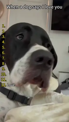 When a dog say l love you 🥰 #funnydog #dog #funnyvideos #dogsoftiktok #pet 