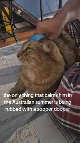#australia #Summer #catsoftiktok can't blame him I think I'd be the same way