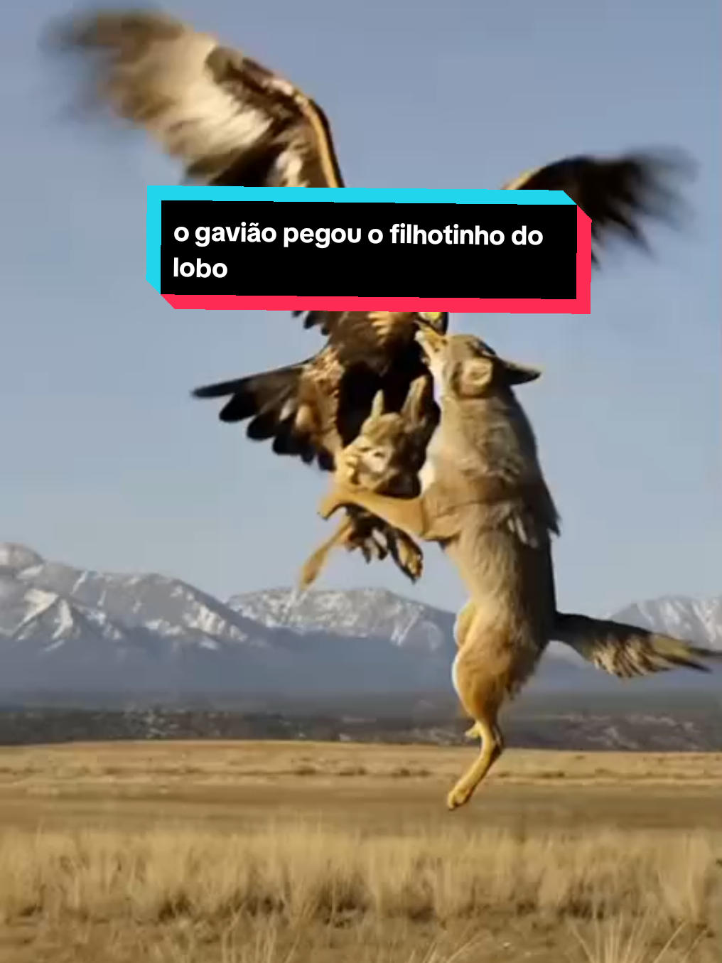 o gavião# pegou o filhotinho# do lobo meu diadia #tyktokviralisar