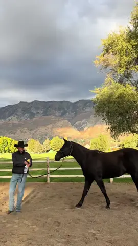 Horse Desensitization training😂#horses #funny #funnyviods #fypシ #funnyhorse #fypシ #usa🇺🇸 #fyppppppppppppppppppppppp #tiktok 