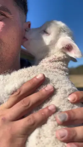 Cute lilittle lamb #tiktok #fouryou #cute #fyp #farm #animals #happy #funny #fouyour #baby #sheep #lamb 
