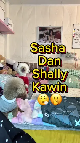 Sasha dan shally kawin🙃 Lesbiola sejati🥲 #dog #doglovers #fyp 