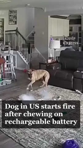 A mischievous dog in the US accidentally started a fire in its owners’ house after chewing on a rechargeable battery. Credit: Chapel Hill Fire Department 