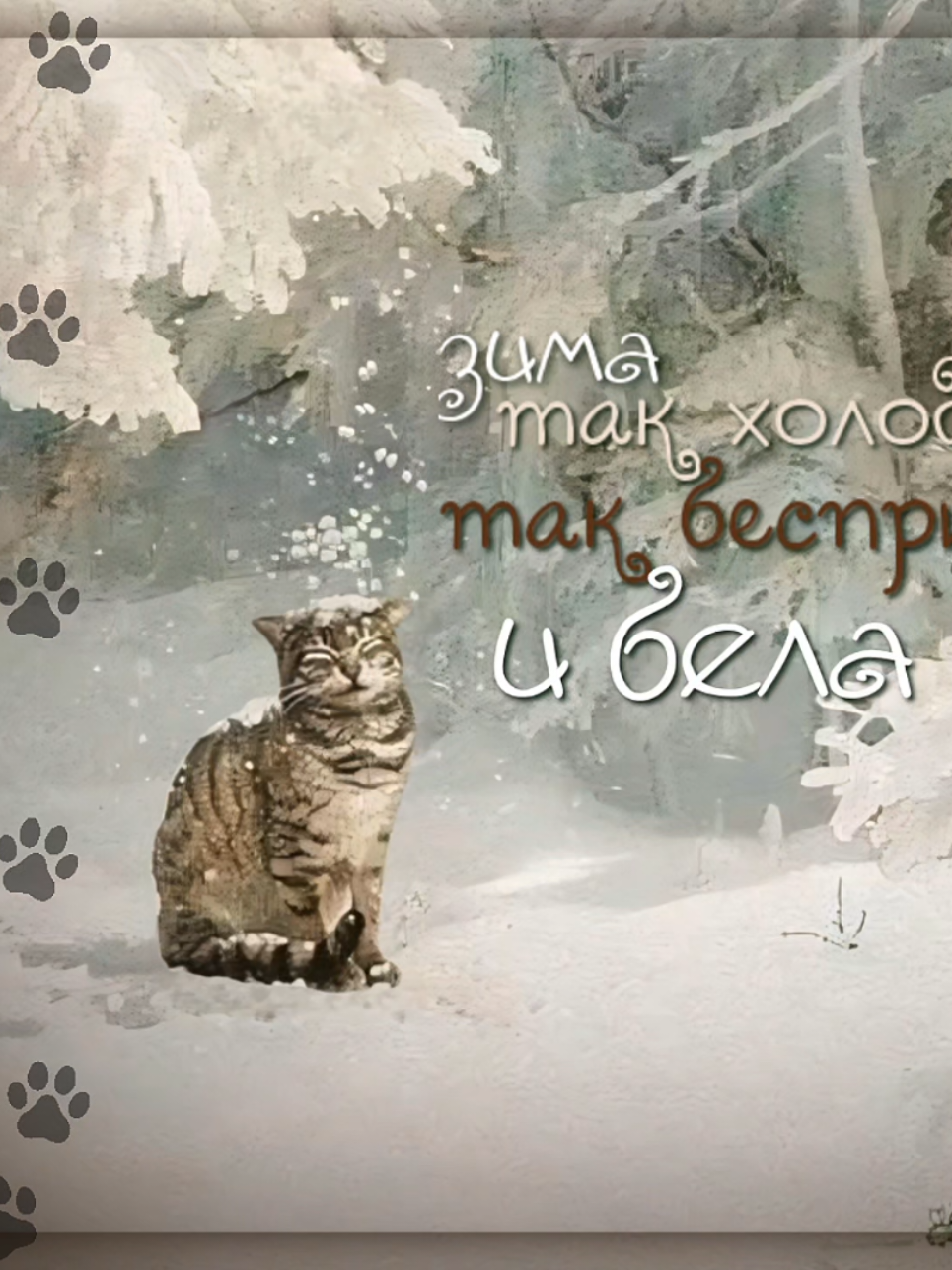 мода на тёплых котов🐾#alightmotionedit #fyp #kitty #рекомендации 