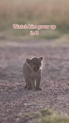 King to be 👑 Lion king in real life 🤎 . . #lionking #lion #lions #maasaimara #kenyawildlife 