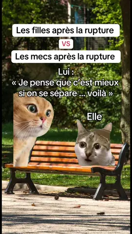 Vous validez ? 😂😂 #trendmemechat #histoirechat #memechat #quizcouple #fyp 