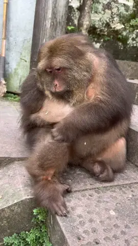 what is she doing? #monkeyxingxing #monkey #animal 