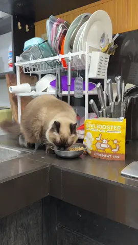 SECRET NG MGA BABIES KO NA TO! 😻🐈 #furrpals #furrpalsbowlbooster #bowlboosterdriedfoods 