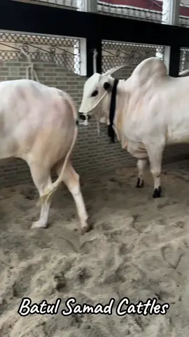 Allah Ditta ♥️ #batulsamadcattles #MASHALLAH #shauq #viralvideo #foryou 