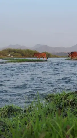 #تصويري📸اكسبلوور #اكسب #منتزه #حلي #ماشاءالله_تبارك_الله_اذكروا_الله 