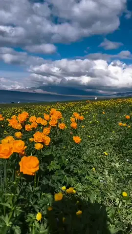 وَوَصَّيۡنَا ٱلۡإِنسَٰنَ بِوَٰلِدَيۡهِ حُسۡنٗاۖ وَإِن جَٰهَدَاكَ لِتُشۡرِكَ بِي مَا لَيۡسَ لَكَ بِهِۦ عِلۡمٞ فَلَا تُطِعۡهُمَآۚ إِلَيَّ مَرۡجِعُكُمۡ فَأُنَبِّئُكُم بِمَا كُنتُمۡ تَعۡمَلُونَ [٨] سورة العنکبوت