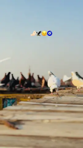 #ابو_الشوق_غاوي_حمام☝🏻❤️ #fouryou #foryoupage❤️❤️ #باسوس_بلدنا👑_المنافع_فوق👑 #viral_video 