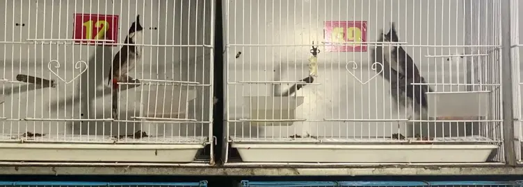 #chaomaobaydau #chaomaovip #chaomao #chaomaohotdau 