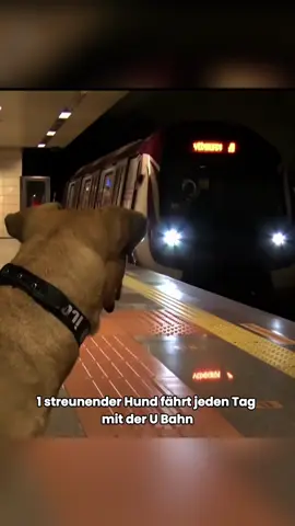 #animals #foryoupage #fyp 