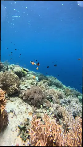 #alorisland#alornttpride🏝🔥#lifeunderwater#fypage#fyppppppppppppppppppppppp 