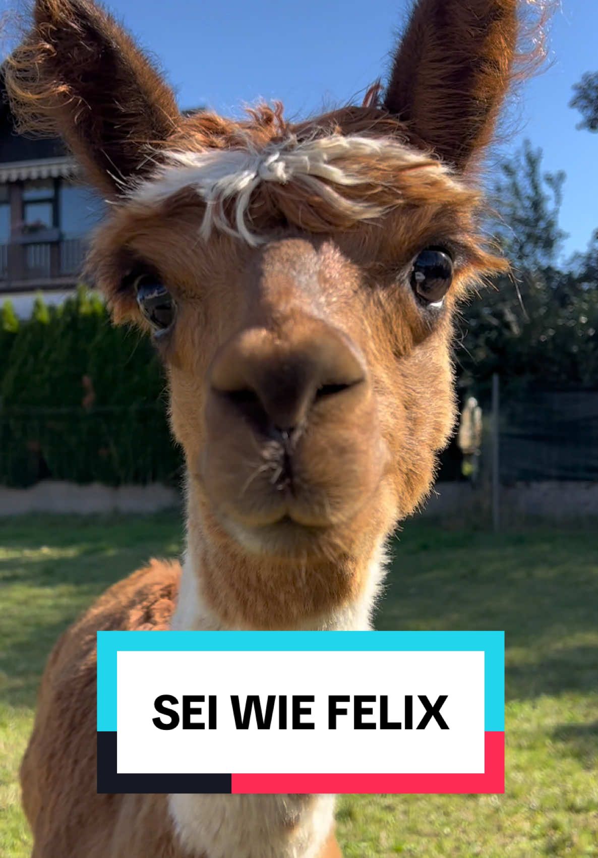 Felix trägt Strähnchen – Ronaldo hatte die ja auch mal. #alpaca #felix #felixedit #fyp #lustigevideos 