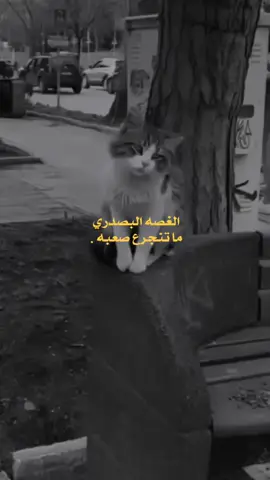#العراق_السعوديه_الاردن_الخليج #صعدو_الفيديو #شاركوووووووووووووووووووووو🙂 #اخر_عباره_نسختها🥺💔🥀 #شعراء_وذواقين_الشعر_الشعبي🎸 