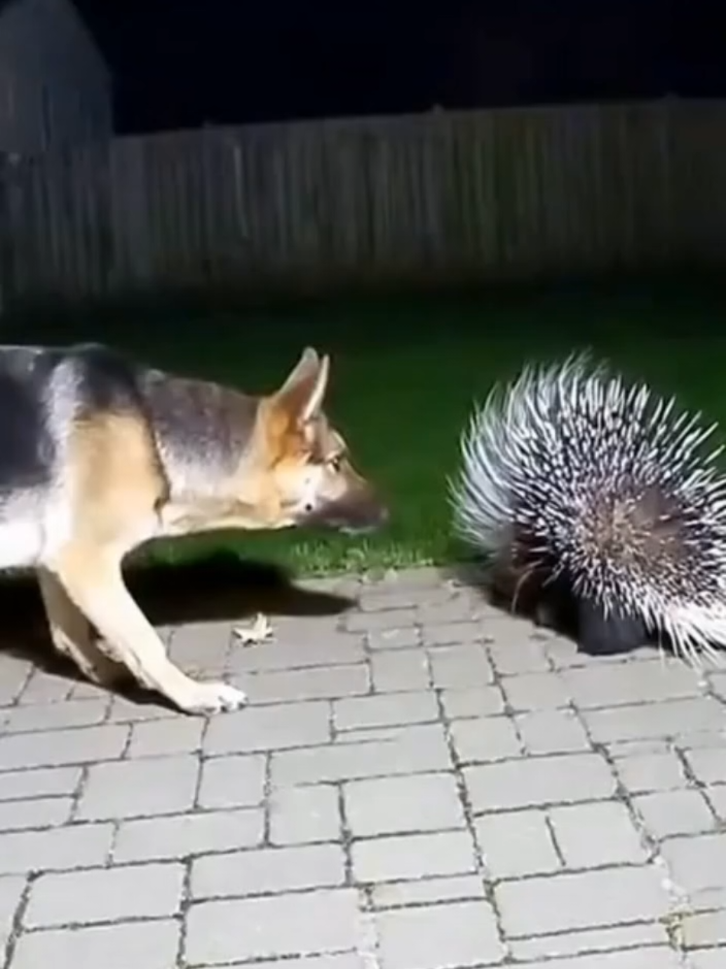 berger allemand fail contre porc-epic xD #porcupine #viral #funnytiktok #tendance #pourtoi 