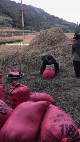 nhà emm tuyển rể vác lúa chưaaa😆 #xuhuonggggggggggggggggg #gatlua 