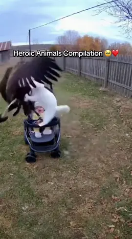 Heroic Animals ❤️ #fyp #viral #dogs #heroic #goldenretriever 