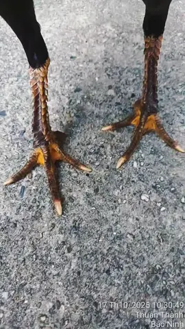 chân khô ngón xương rui k biêt sau ra con có hay k 