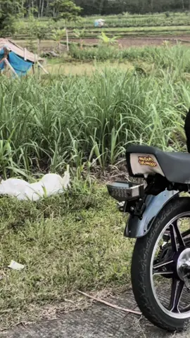 #CapCut pisankass😋 