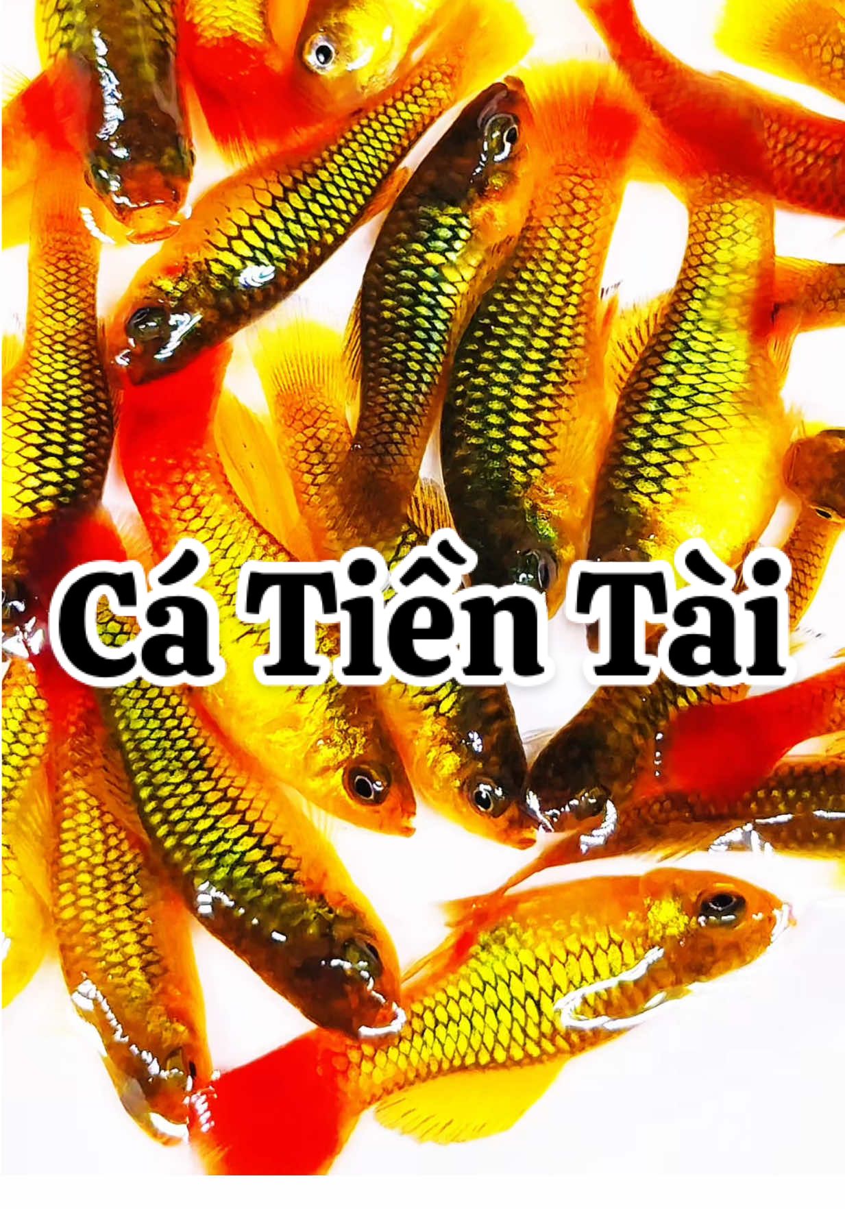 Vảy rồng tạo nên vẻ đẹp tuyệt vời của cá cảnh Kim Tiền #cacanh #xuhuong #viral #trending #fish 