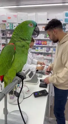 Papagaio entregando geral #viral #foryou #foryoupage #fyptiktok #trend