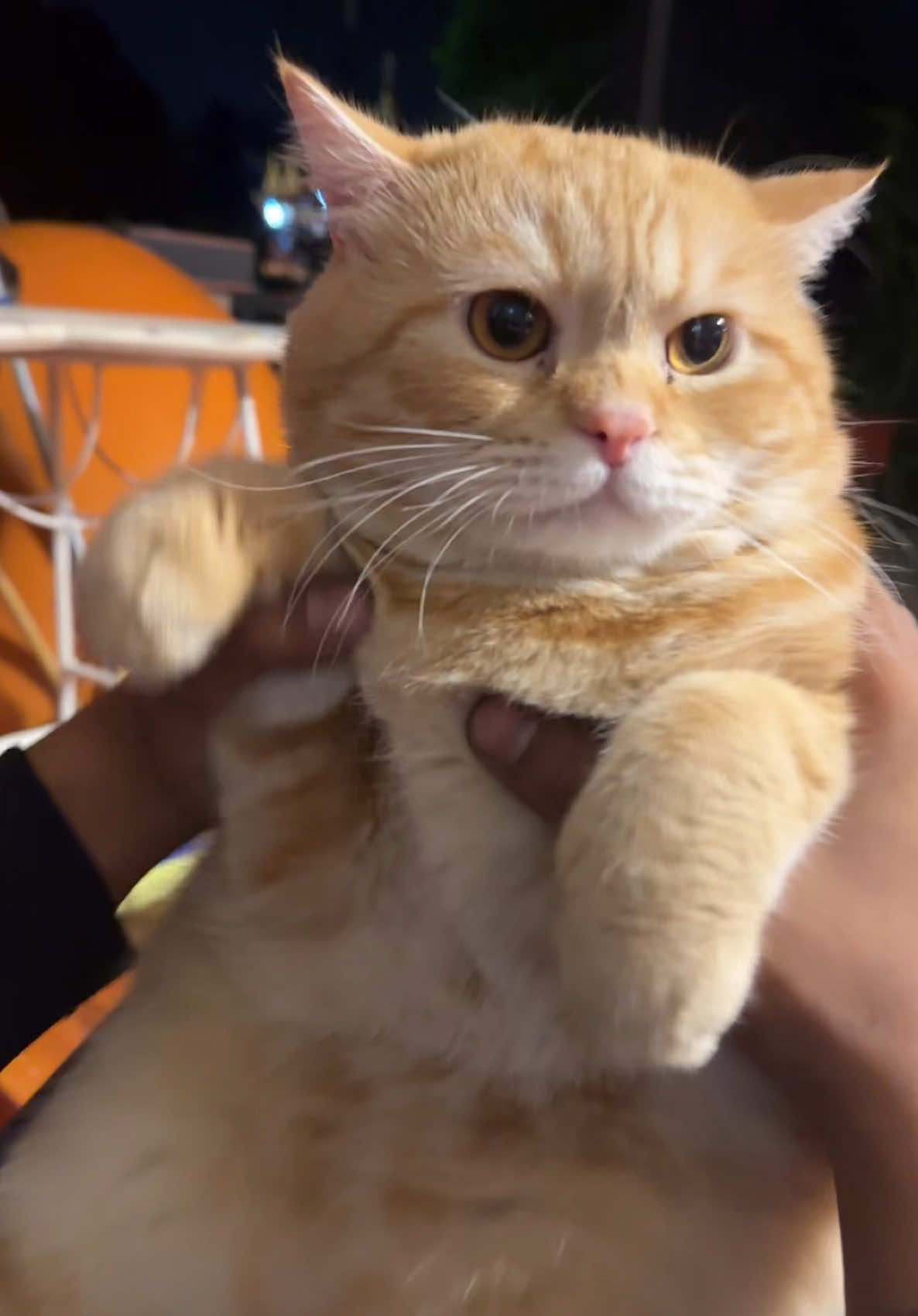 มาแว้วววววว 556626265#โคจิแมวส้ม #โคจิ #สัตว์เลี้ยงtiktok #ทาสแมว 