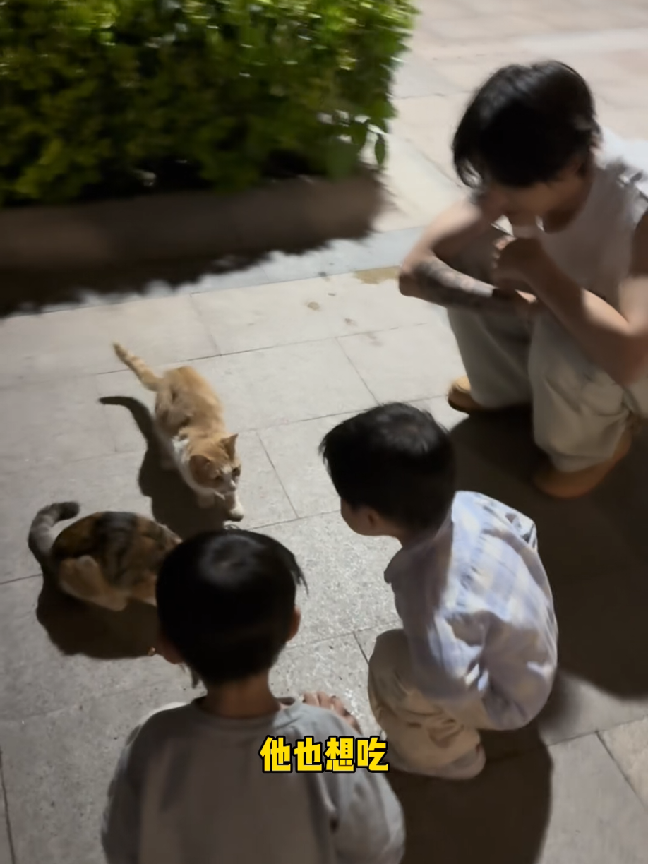 让我们数一数有几只可爱的小猫咪 #爸爸 #爸爸带 #xh  男孩#爸爸带娃 #宝宝 