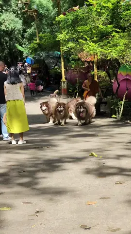 🐕🌳#วัดป่าภูทับเบิก #ไซบีเรียน #หมาภูเขา​ #น้องๆน่ารักมาก 