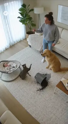 Part 10| Cat Blames Dog #fyp #foryoupage #catsoftiktok #dogsofttiktok #sorai 