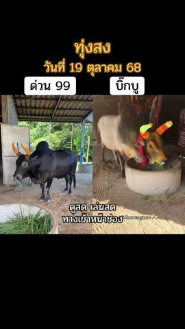 #วัวชนสด #วัวชนภาคใต้ #วัวชนคนสวย #วัวชนคนสู้🐂 #วัวชนสงขลา 
