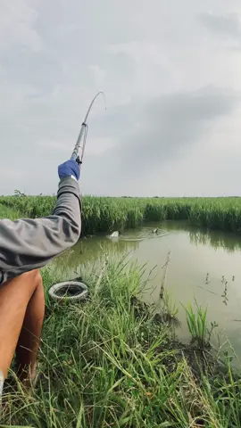 Iwak pari 🌾 #xybca #fyp #mancingmania #mancing #xyzabc 