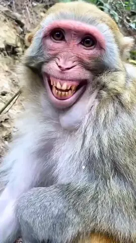 Monyet juga ikutan sound viral😃#promoseruweekend #fyp #fypシ゚ #foryuopage 