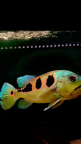 Kesejukan hati 🥰 #peacockbass #penghobi #pbass #orinoco #hulk 