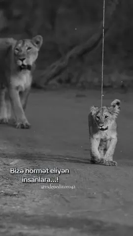 Bizə hörmət eliyən insanlara...!