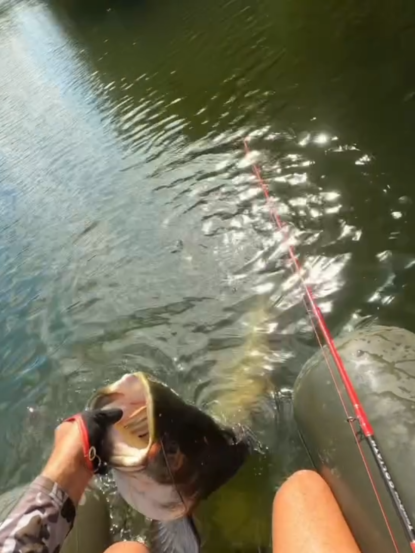 Pesca de Gigantes☠️🎣 #pesca #pescaria #pescador #marine #pesqueiro 