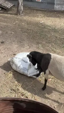 Só o saco aguenta