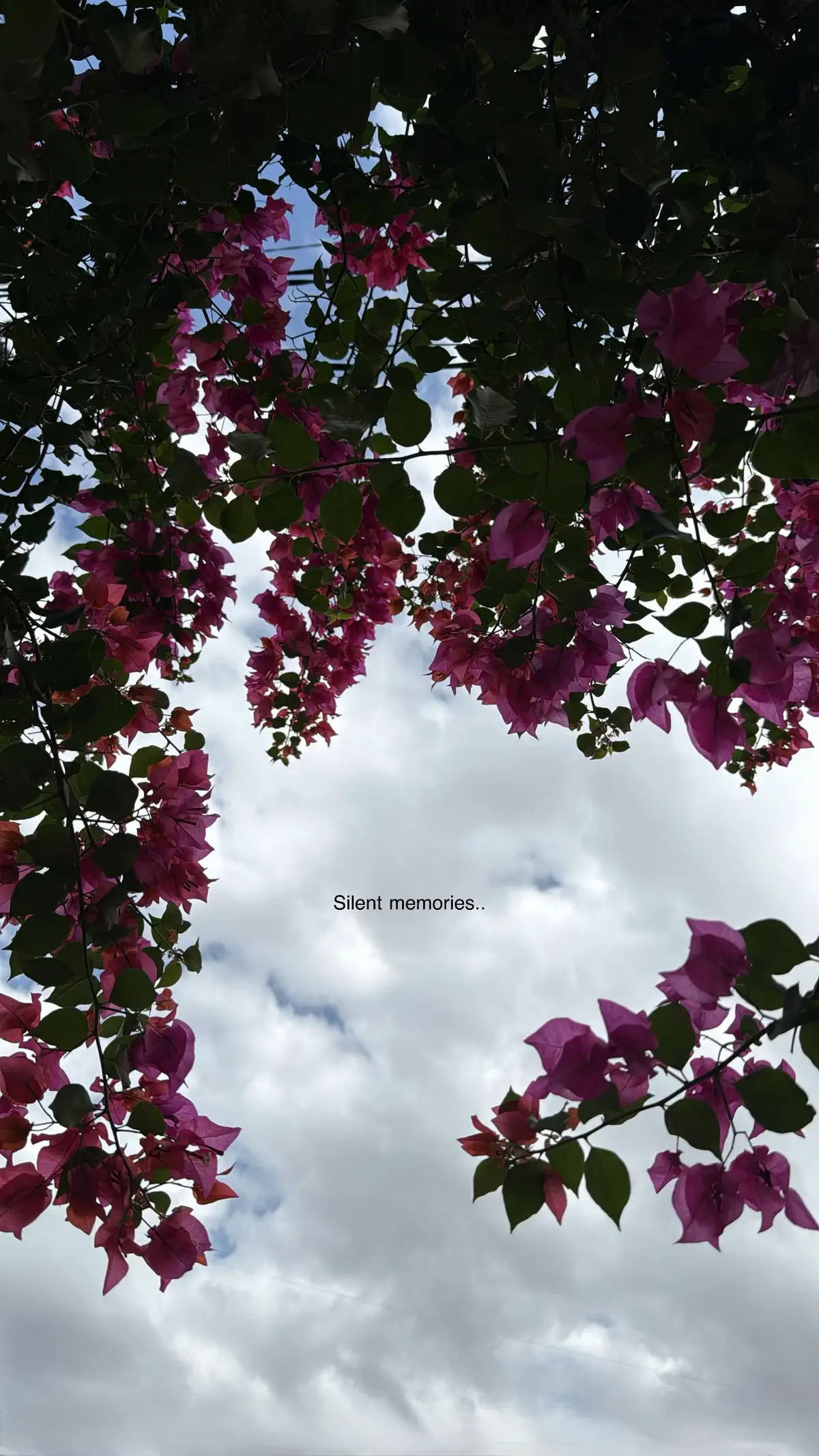 #fyp #viral #explore #foryou #aesthetic 