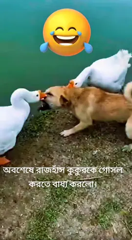 অবশেষে রাজহাঁস কুকুরকে গোসল করতে বাধ্য করলো। #Everyone #funnyvideos #animals 