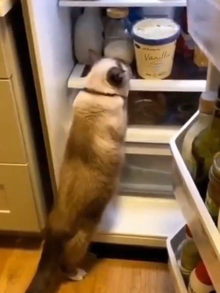Cat Caught Red-Pawed Raiding the Fridge! 🍨🐱 #Shorts