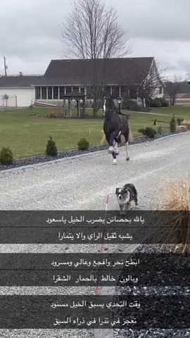 #يارب بحصان#مشاالله_تبارك_الله #🐎 #خيول_عربية 🖤