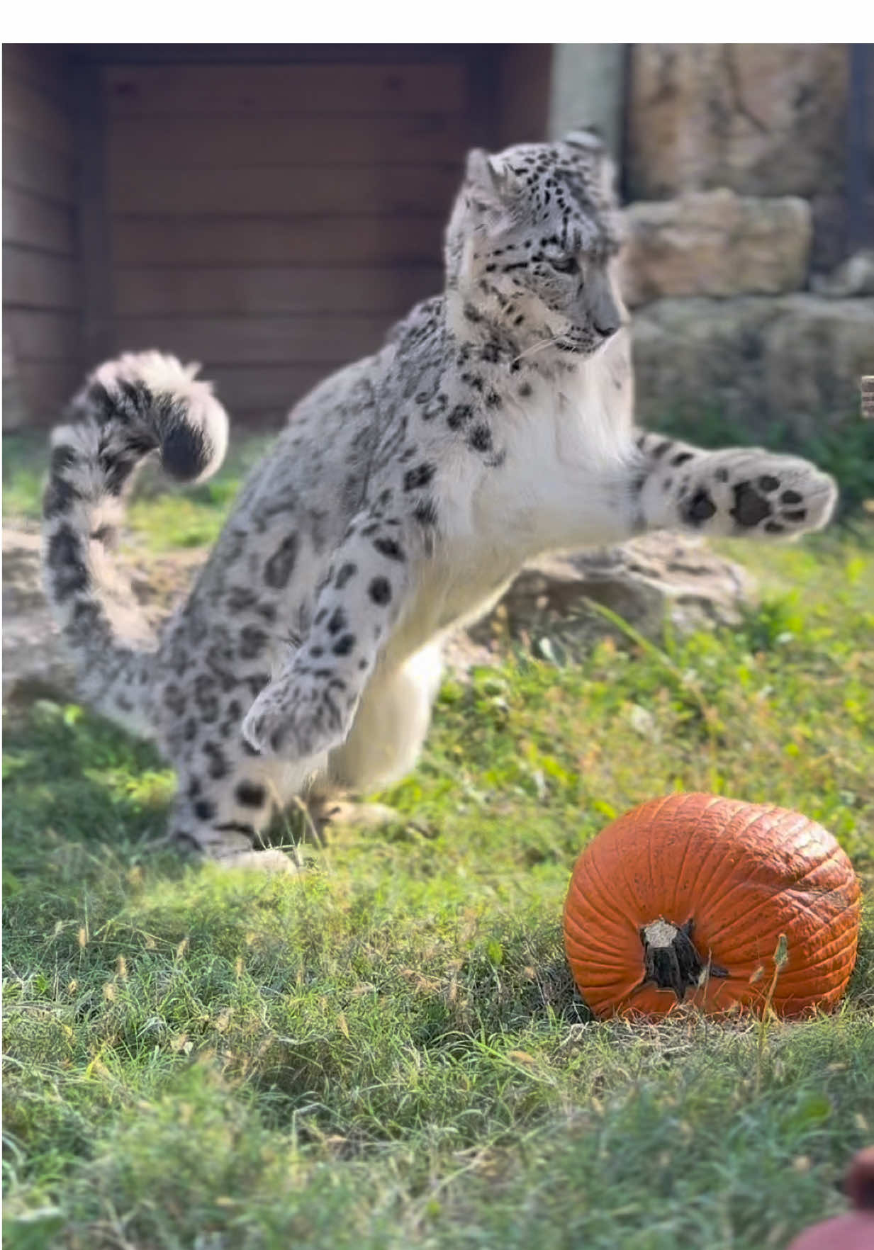 Juno the snow leopard appears to have a love/hate relationship with pumpkins. #snowleopard #leopard #cats #kansas #tanganyika 