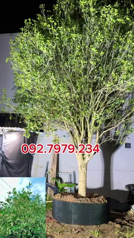 MỘC HƯƠNG – MÓN QUÀ PHONG THỦY Ý NGHĨA Tặng cây Mộc Hương là tặng may mắn và vượng tài 🌿 Cây to, tán đẹp – tượng trưng cho sự vững vàng, bền vững và phú quý lâu dài. 🎁 Phù hợp làm quà biếu đối tác, sếp, người thân trong dịp đặc biệt. Liên hệ 092.7979.234