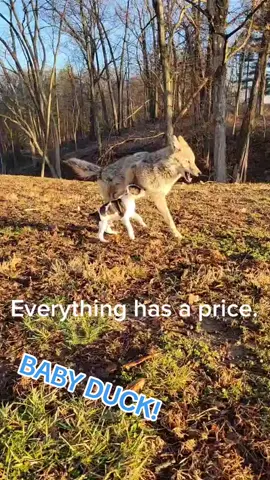 Throwing out some old.RETRO videos of Weave the Coyote and Duck Holliday #weavethecoyote #cute #animals #pets #friends 